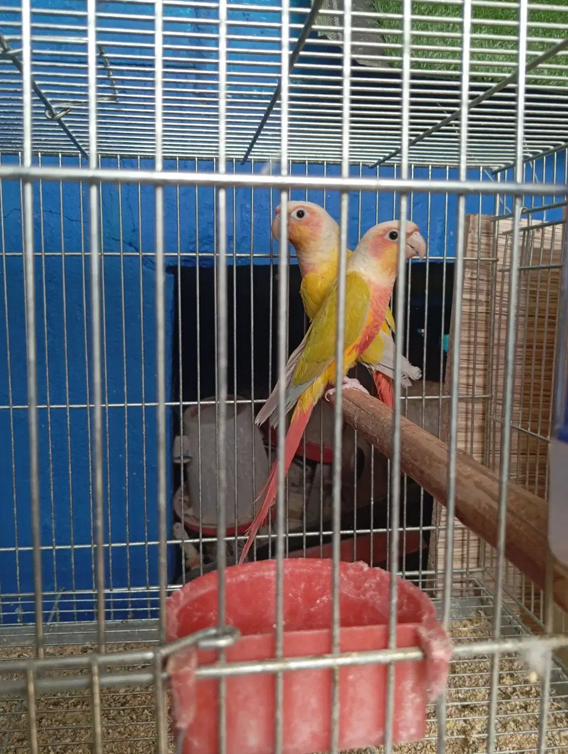 ردچیک و مونچیک|پرنده|شاهینشهر, خبرنگار|دیوار