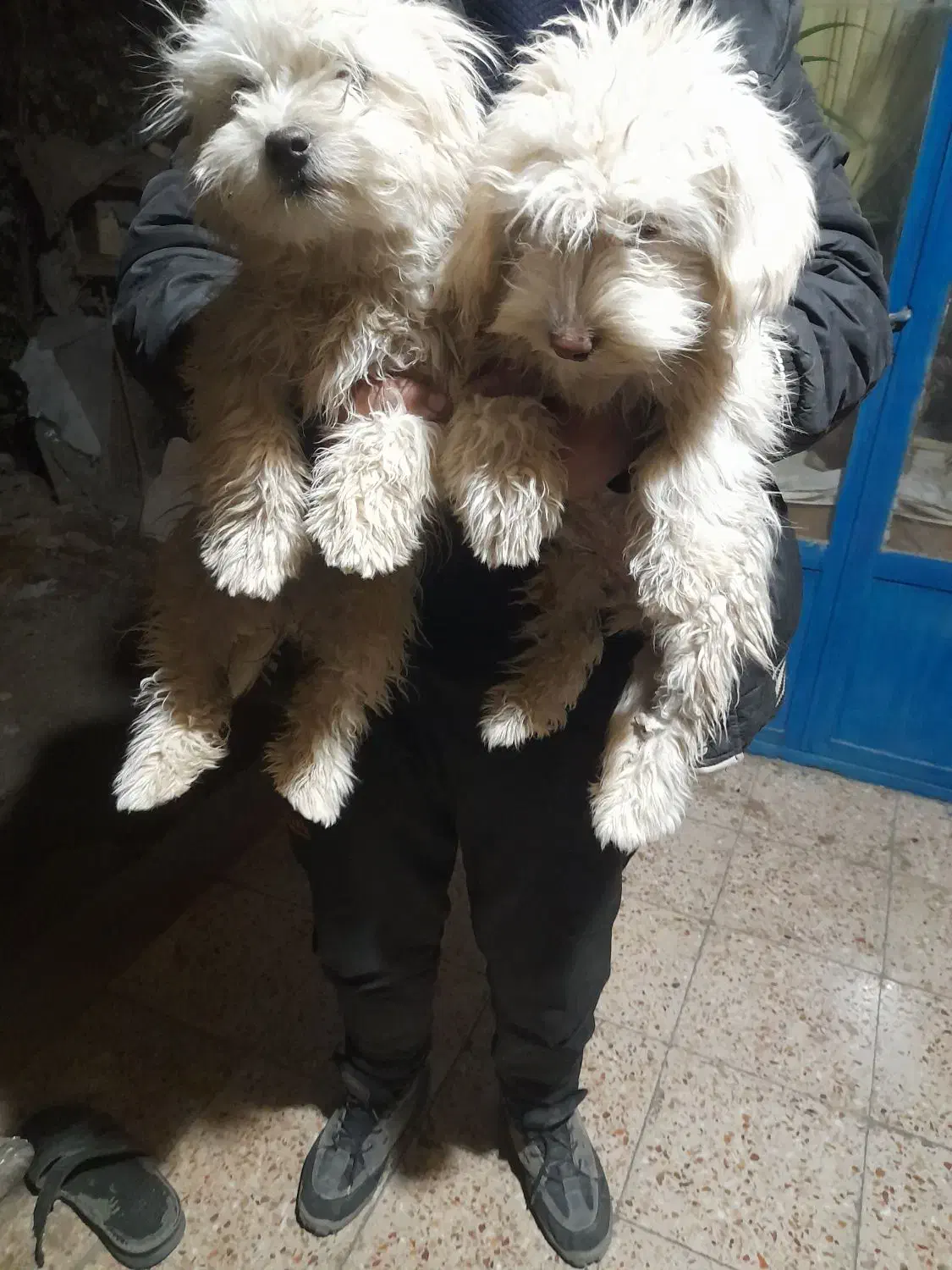 واگذاری دوتا توله پاپی|سگ|داران, |دیوار