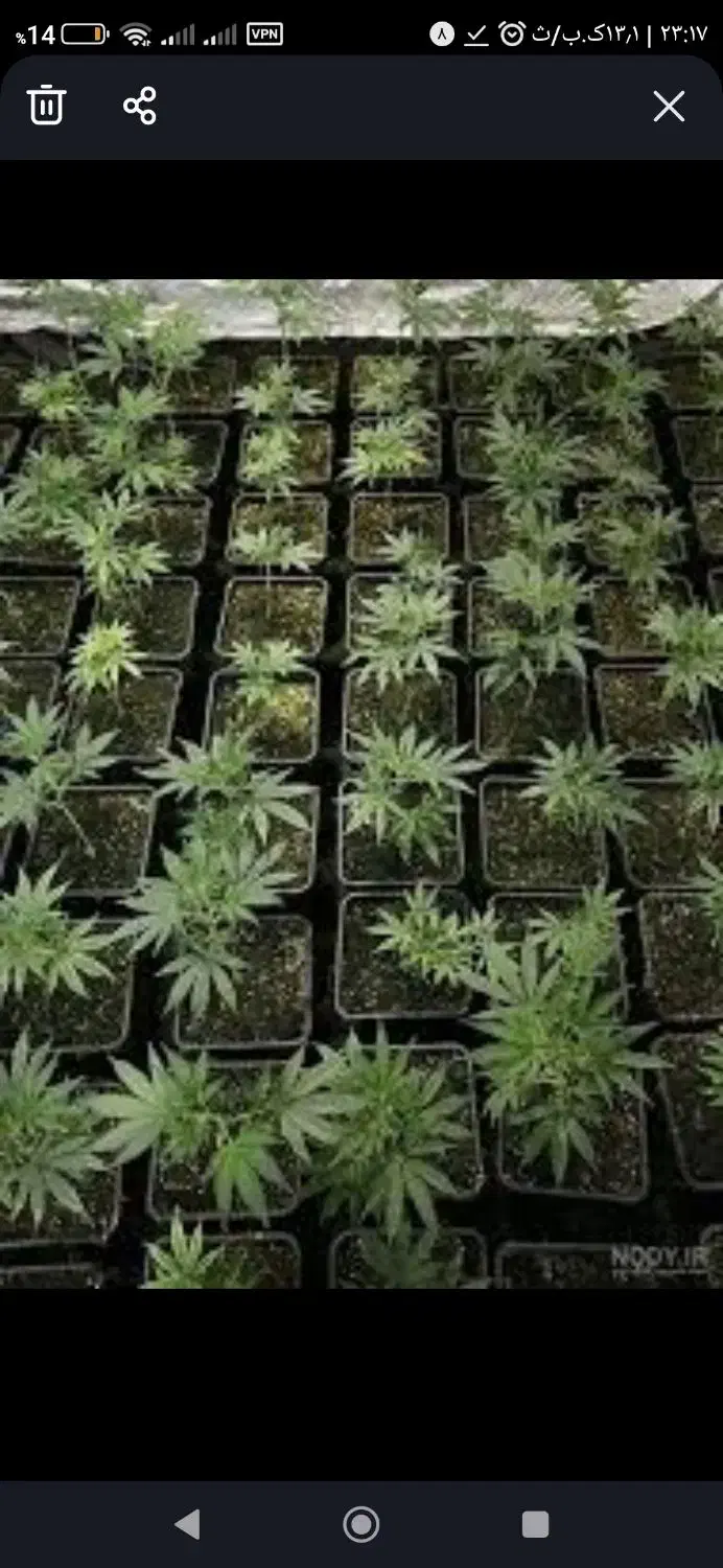 لطفاً راهنمایی کنید کجابذربخرم|فعالیت داوطلبانه تحقیقاتی|یزد, |دیوار