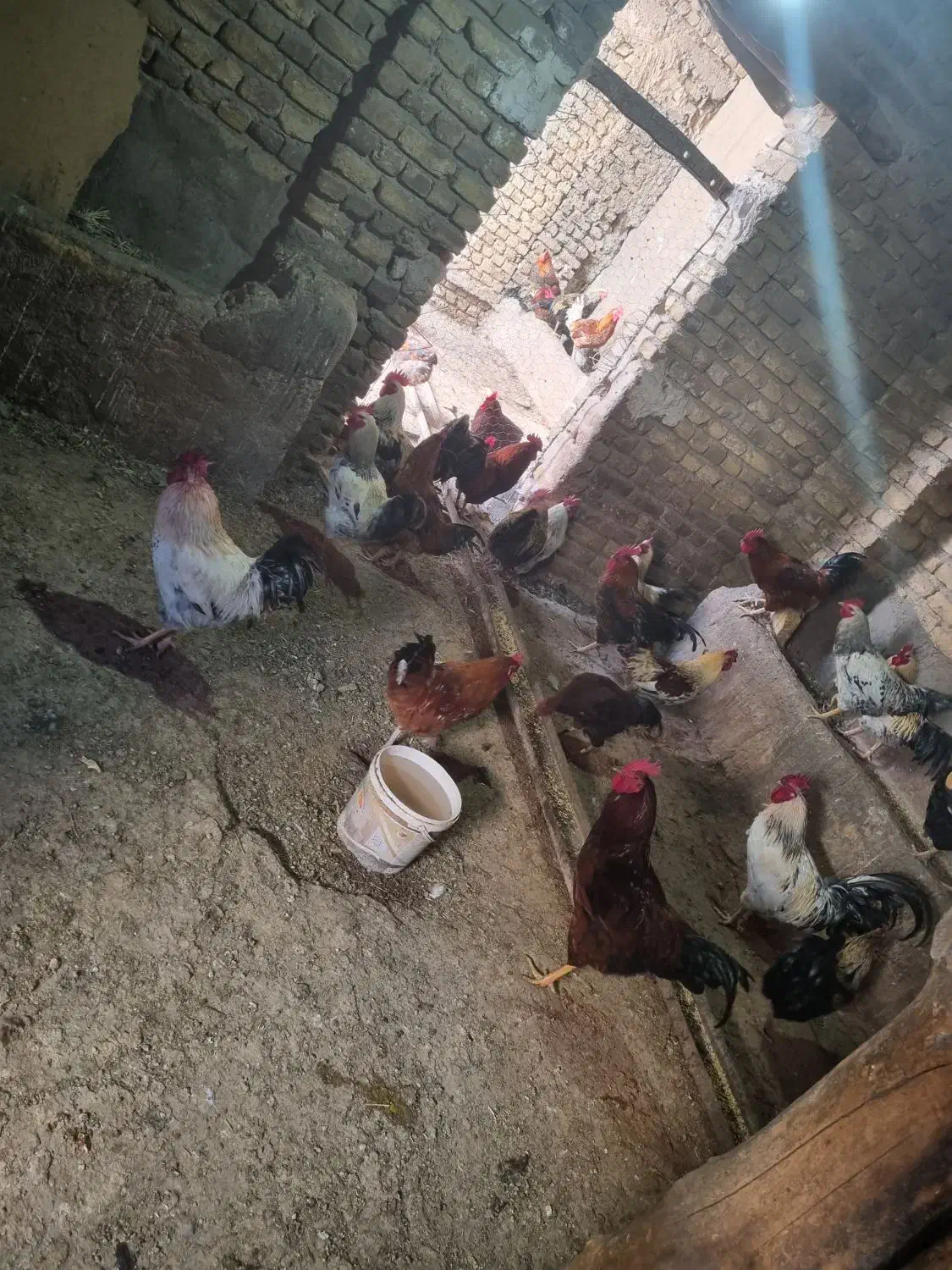 ۱۰۰ عدد خروس محلی سیاه|حیوانات مزرعه|الوند, |دیوار