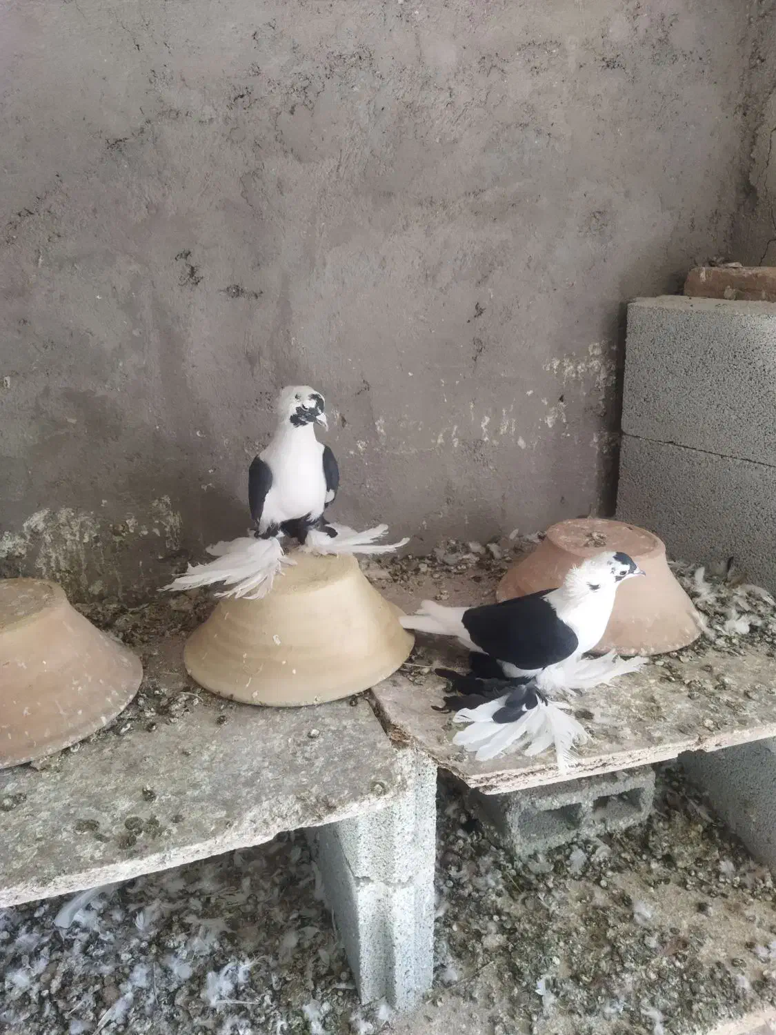 پرنده|پرنده|صوفیان, |دیوار