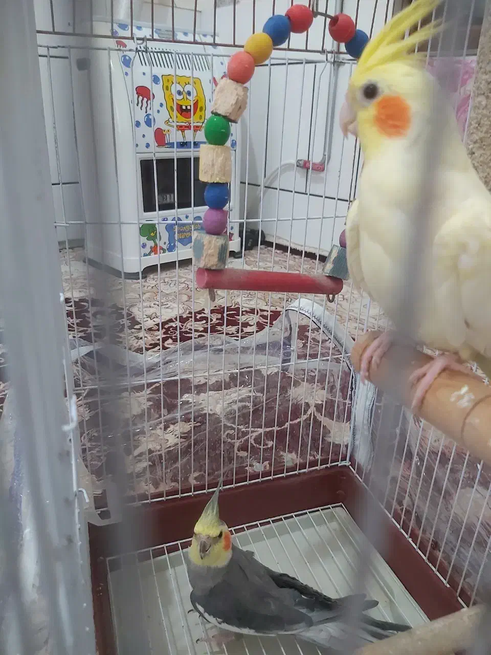 جفت عروس هلندی|پرنده|فردوس (خراسان), |دیوار