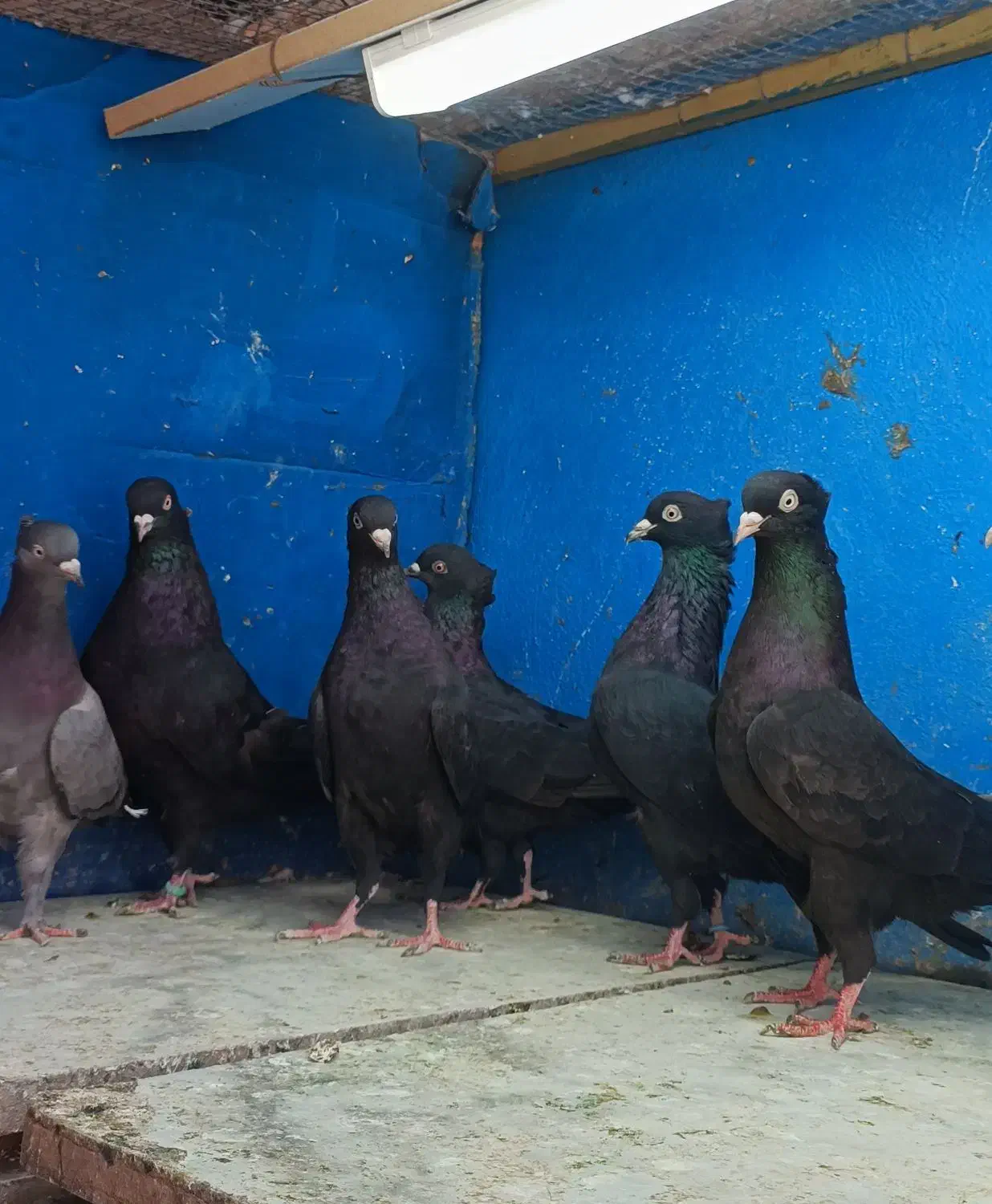 شش جفت بوشهری|پرنده|شبانکاره, |دیوار