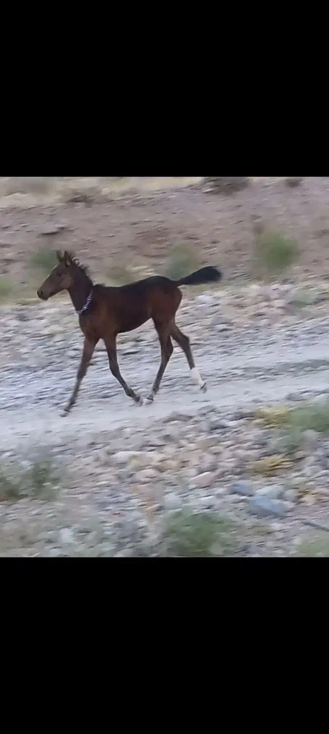 باسلام کره نریان ۴ماهه پدر مادر یورقه|اسب و تجهیزات اسبسواری|قوچان, |دیوار