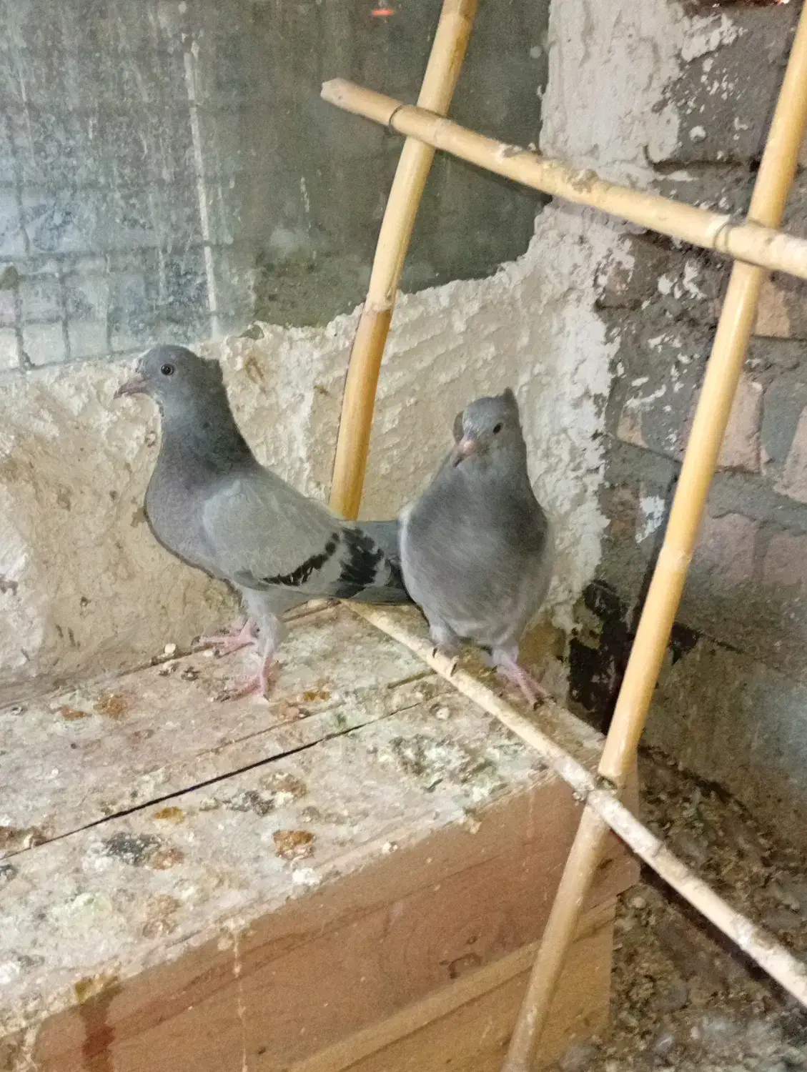 جوجه سبز رگه دار|پرنده|ساوه, |دیوار