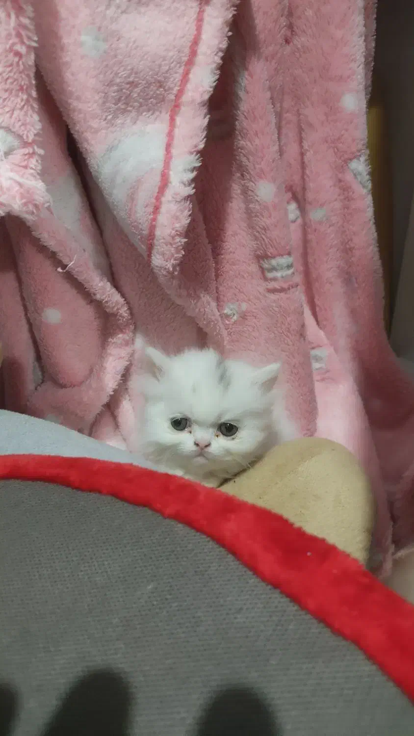 پرشین|گربه|تهران, شهرک صدرا|دیوار