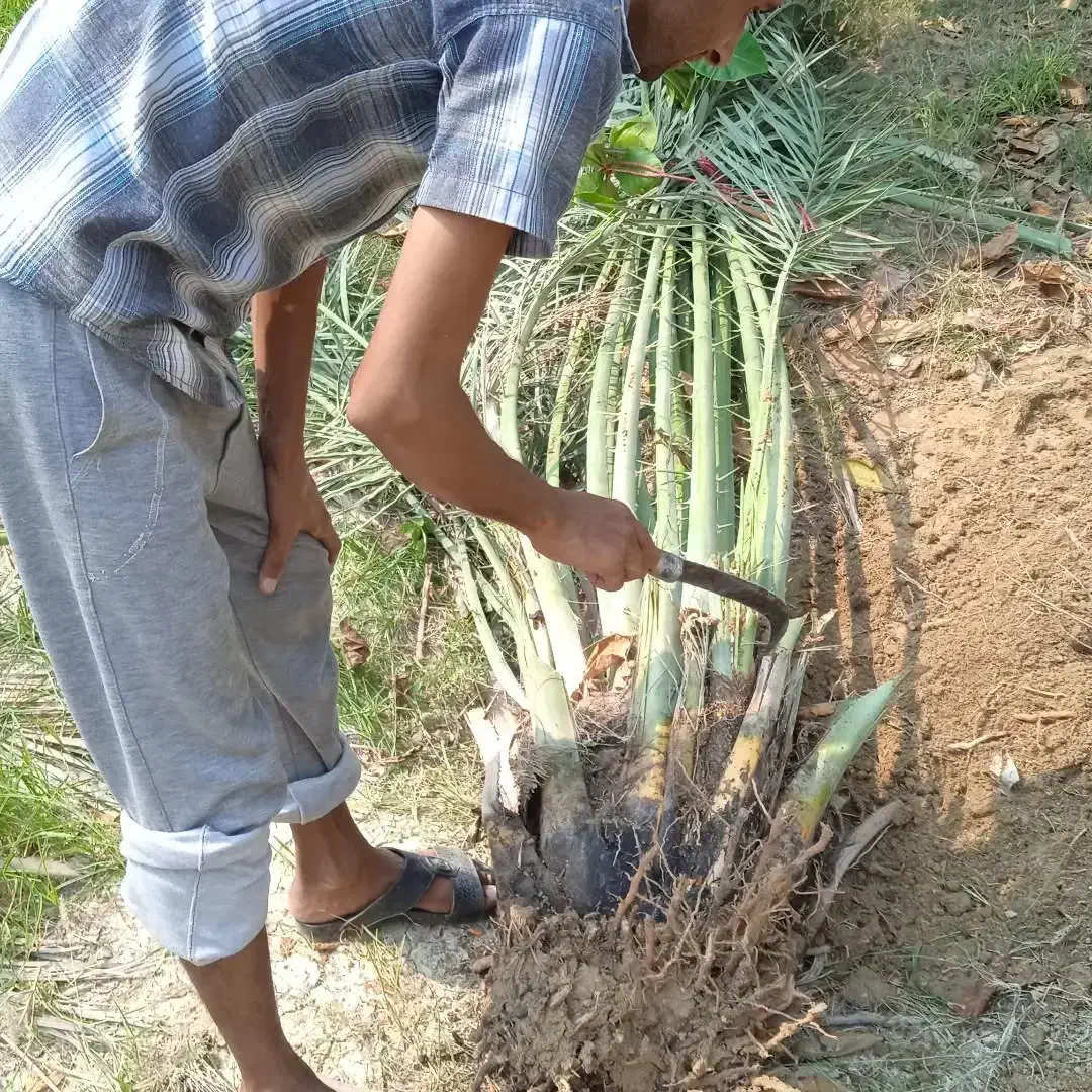 فروش انواع پاجوش پیارم و مجول|خدمات باغبانی و درختکاری|بندرعباس, |دیوار