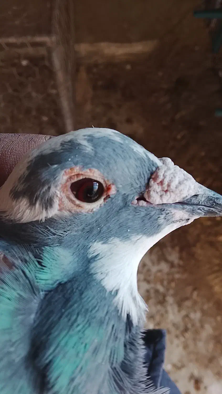 سلام نروماده سار شکلاتی|پرنده|بیرجند, |دیوار