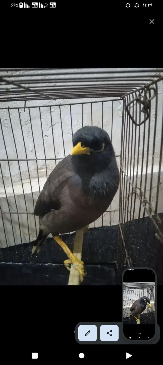 مرغ مینا|پرنده|فاضل آباد, |دیوار