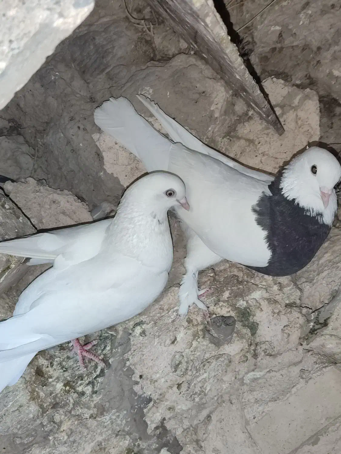 طوقی|پرنده|ایرانشهر, |دیوار