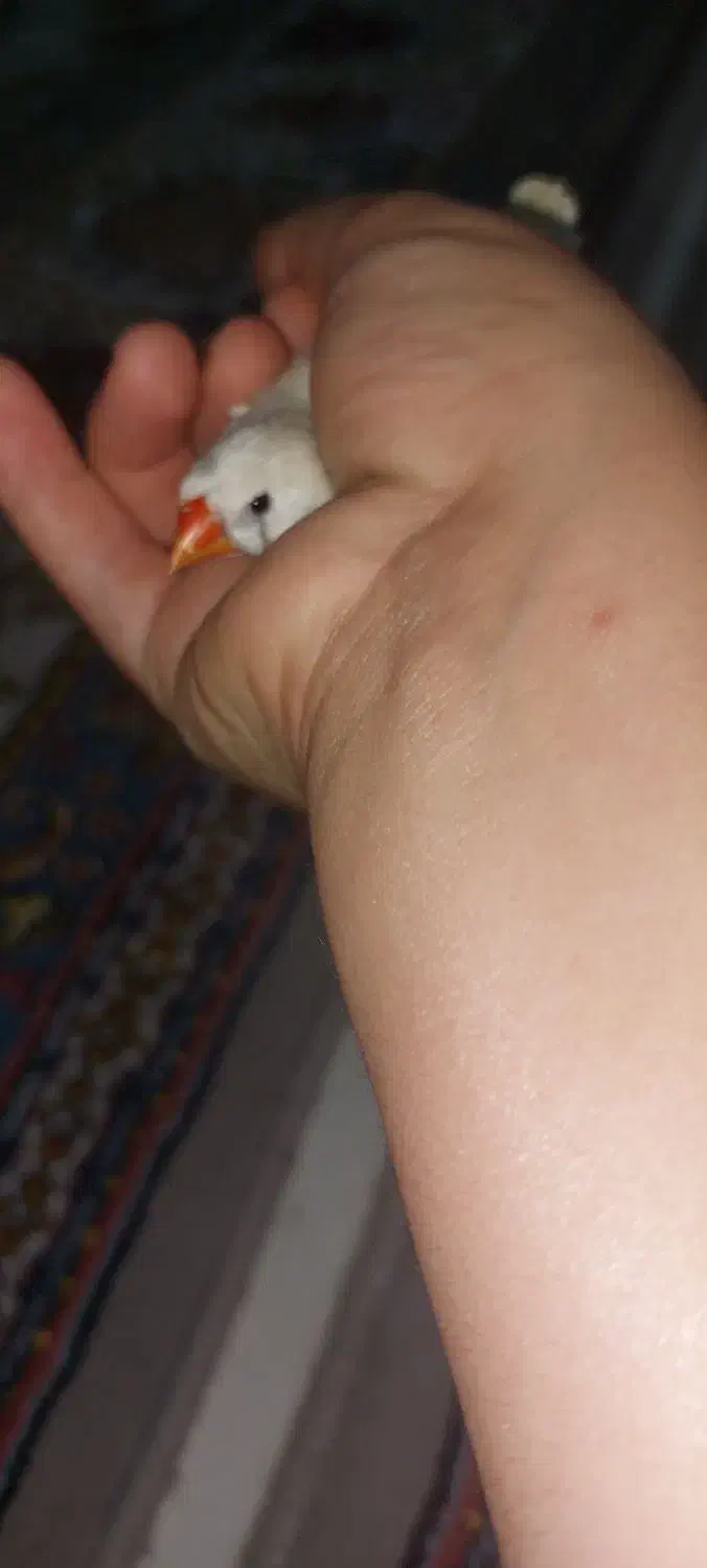 ۴ جفت مرغ عشق و یک عدد فنچ|پرنده|بوشهر, |دیوار