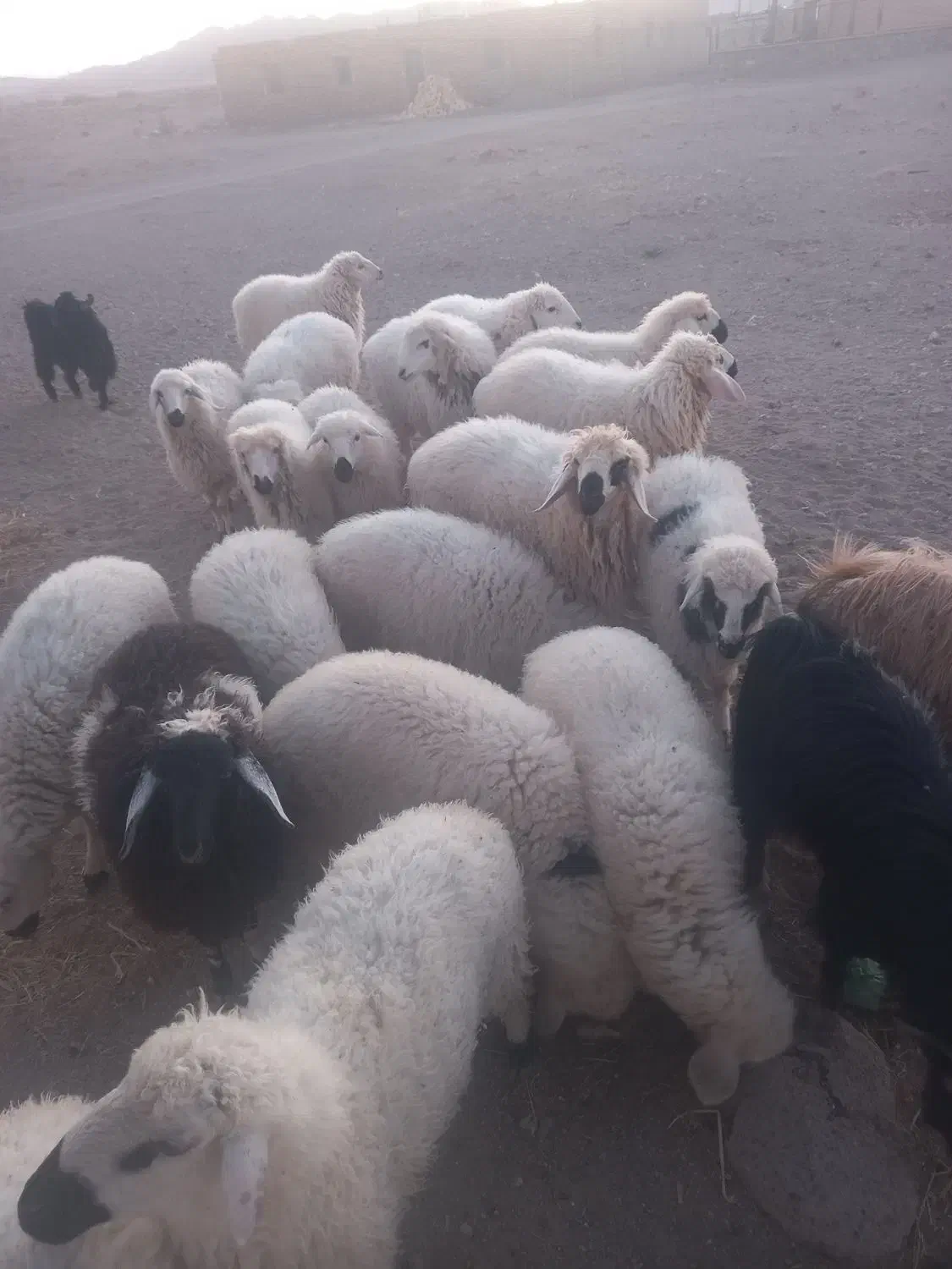 بره نر و ماده مناسب داشت و پرواری و کشتن|حیوانات مزرعه|جلگه ماژان, |دیوار