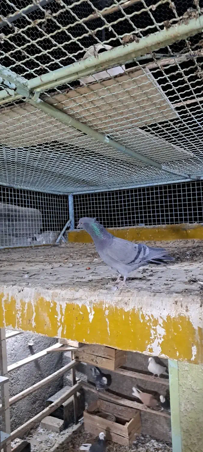 نر بالغ ضمانتی|پرنده|اردکان, |دیوار