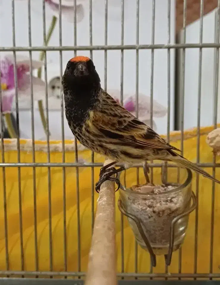 سهره گلبسر مست|پرنده|فردیس, نگارستان|دیوار