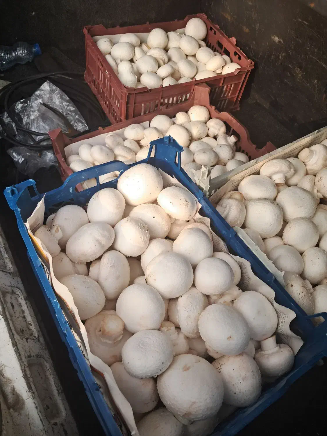 فروش قارچ کلی و جزئ|خوردنی و آشامیدنی|اسالم, |دیوار