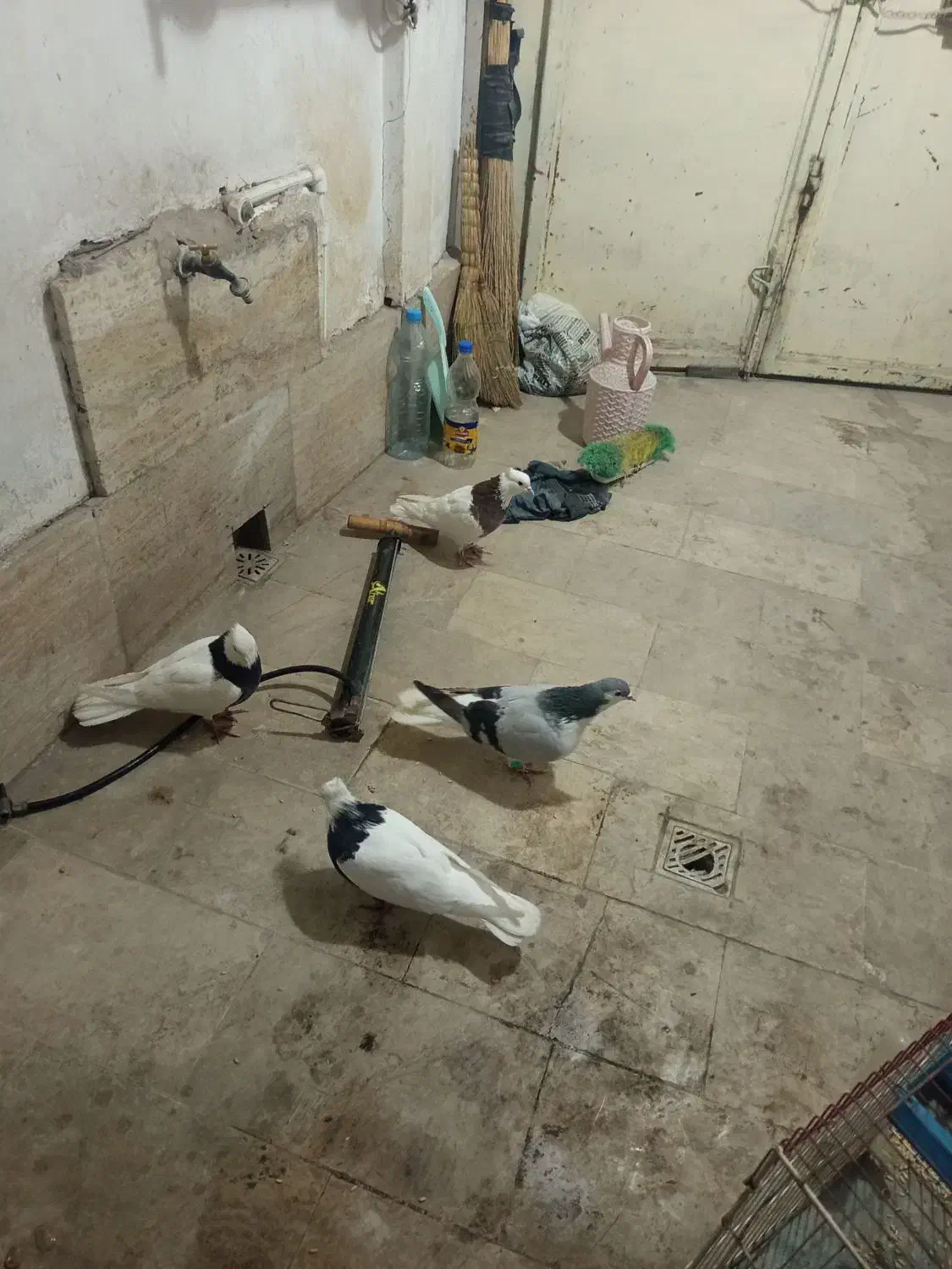 کفتر|پرنده|بجنورد, |دیوار