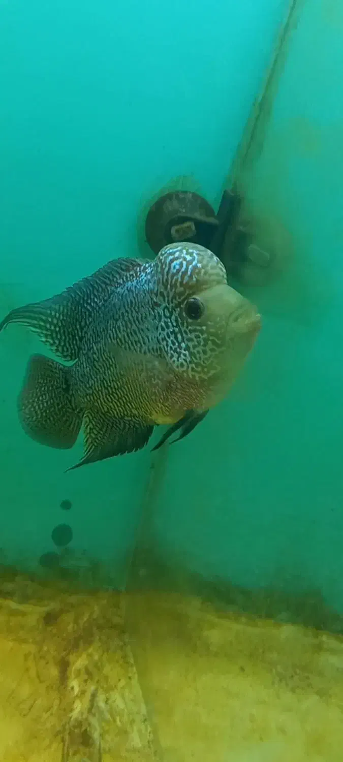 کامفا|ماهی|قم, پردیسان|دیوار