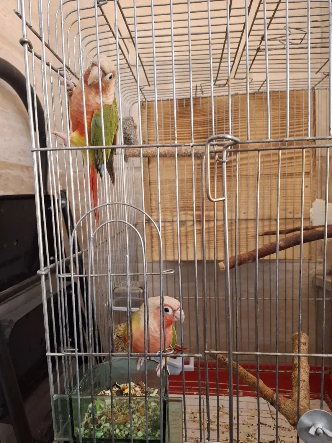 جفت طوطی آناناسی رد اکستریم مولد|پرنده|ملارد, |دیوار