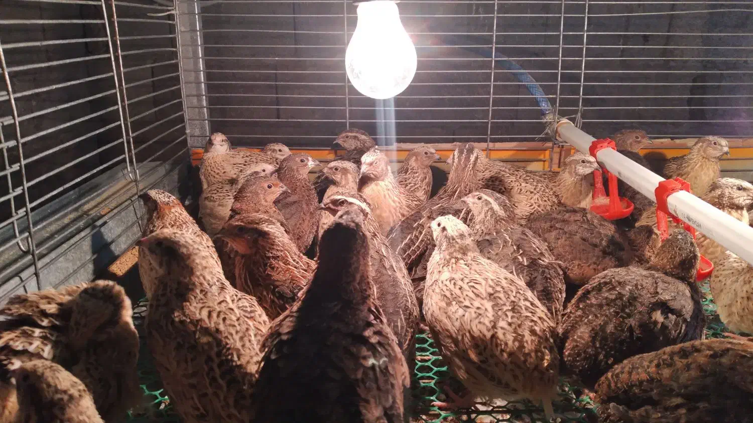 بلدرچین گوشتی وتخم گذار 60 روزه|حیوانات مزرعه|دالخانی, |دیوار