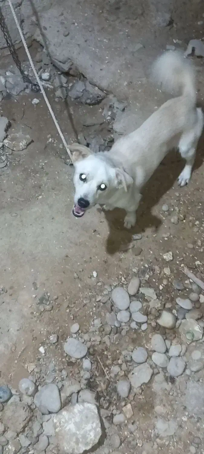 سگ نر پاکوتاه|سگ|بوشهر, |دیوار