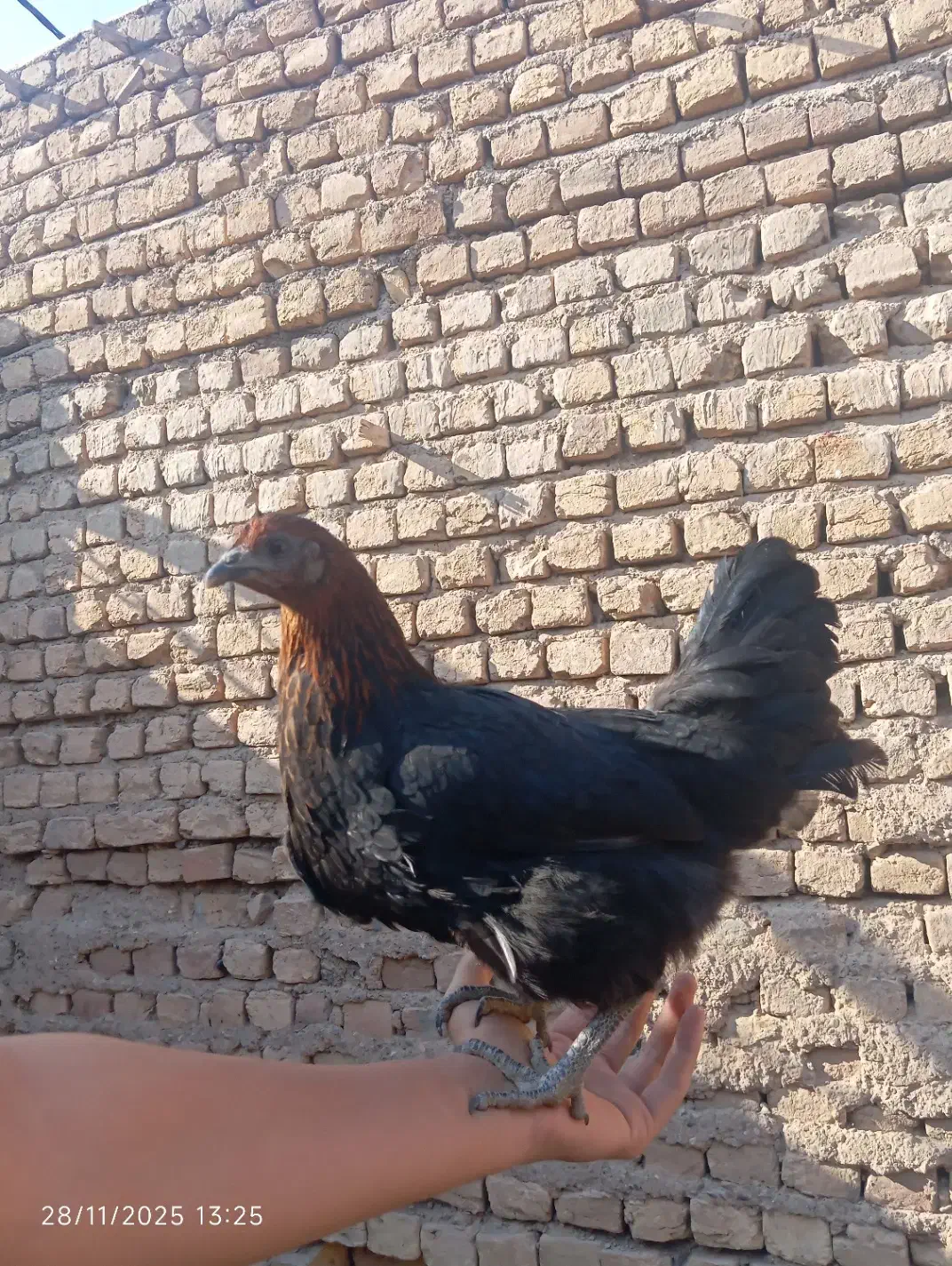 نوچه مرغ و خروس پنج ماه|حیوانات مزرعه|کهک, |دیوار