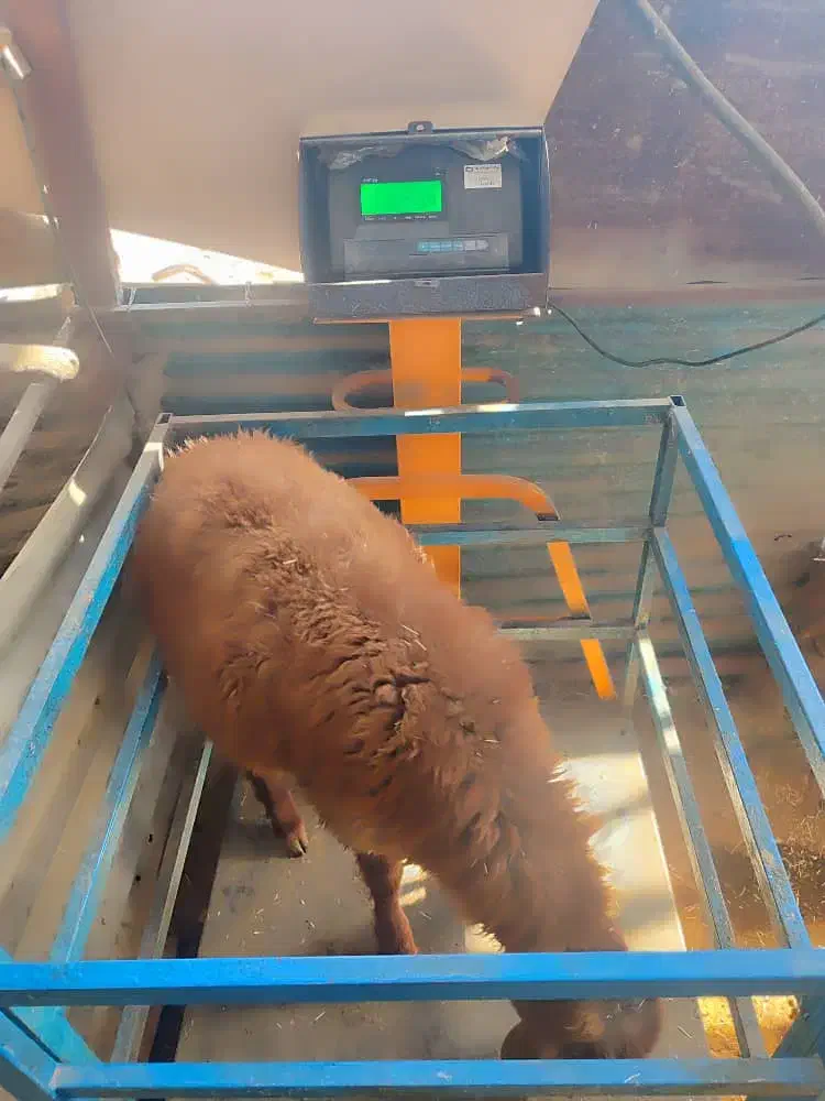 ...گوسفند|حیوانات مزرعه|تهران, بهارستان|دیوار