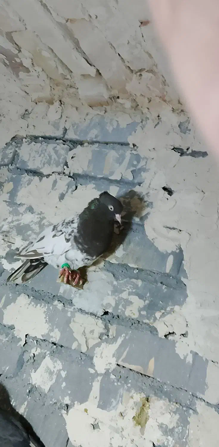 صید|پرنده|تربت جام, والفجر|دیوار