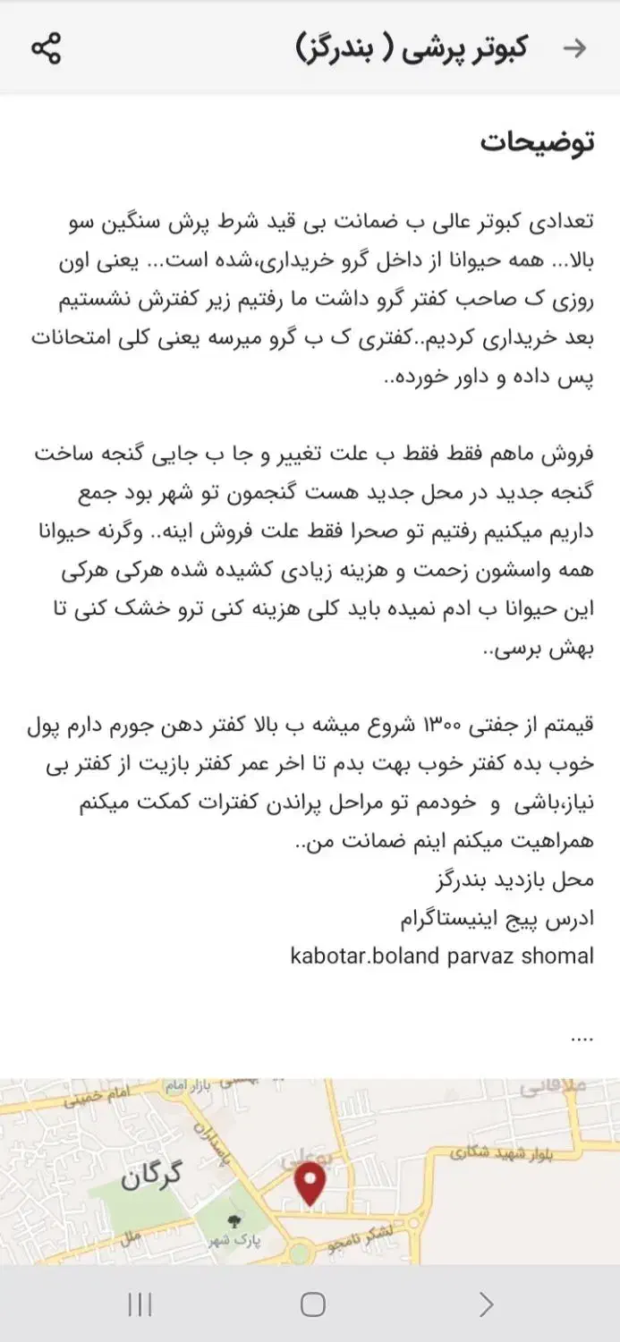 کبوتر بلند پرواز شمال( بندرگز )|پرنده|گرگان, |دیوار