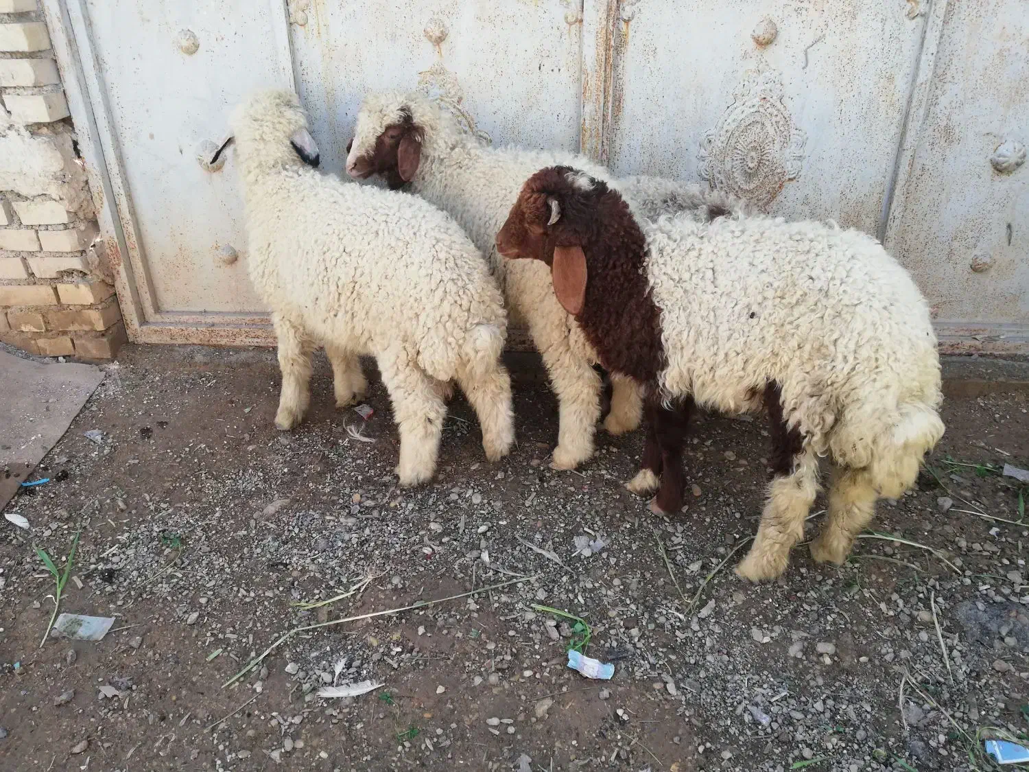 بره عربی|حیوانات مزرعه|اهواز, منازل کارون|دیوار