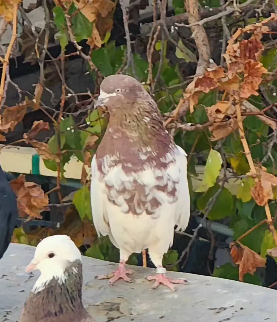 کبوتر کله ای|پرنده|بیجار, |دیوار