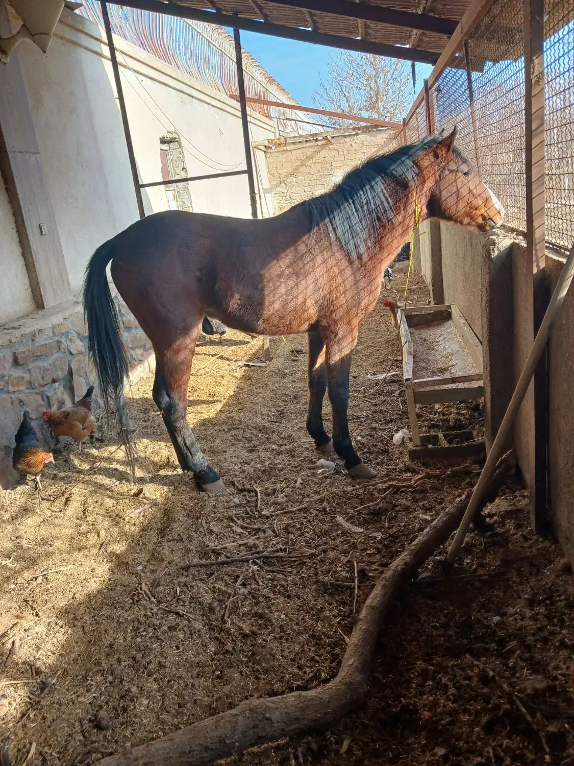 اسب|اسب و تجهیزات اسب‌سواری|مشهد, چهاربرج|دیوار