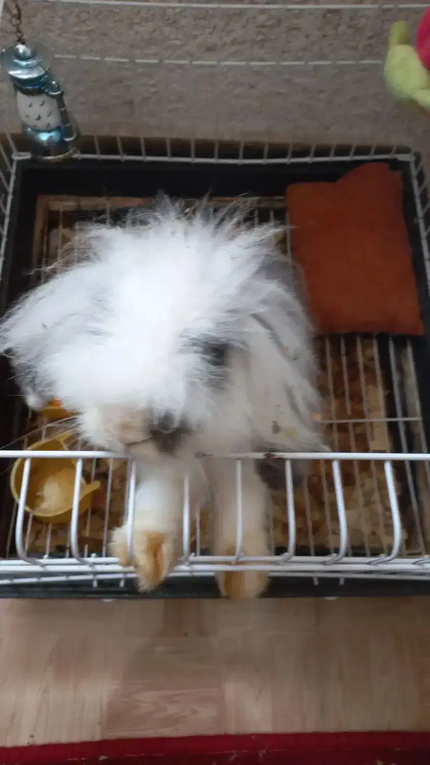 خرگوش لوپ|موش و خرگوش|لاهیجان, پردسر|دیوار