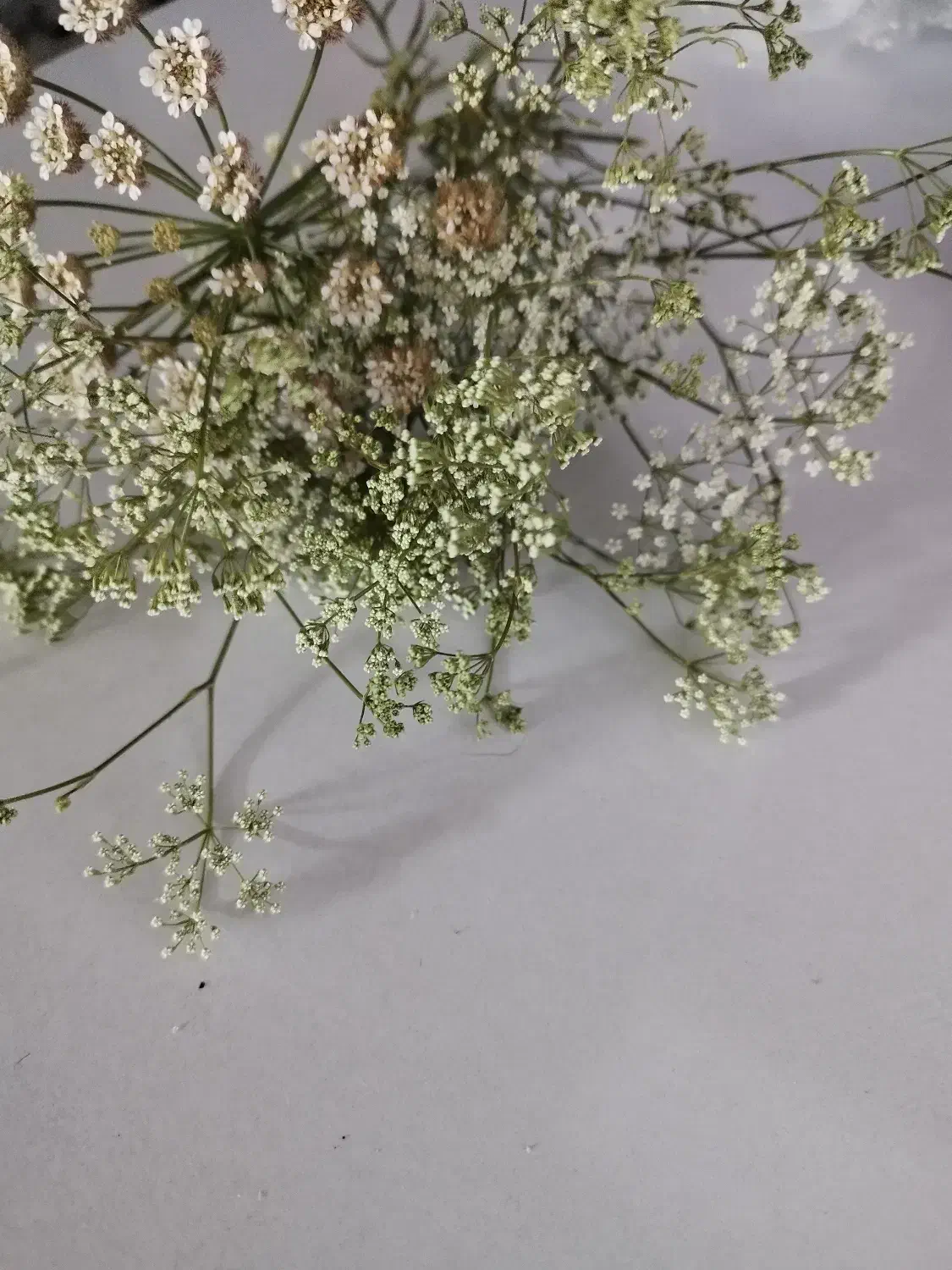 روانشناس معرفی کنید|فعالیت داوطلبانه|ری, علایین|دیوار