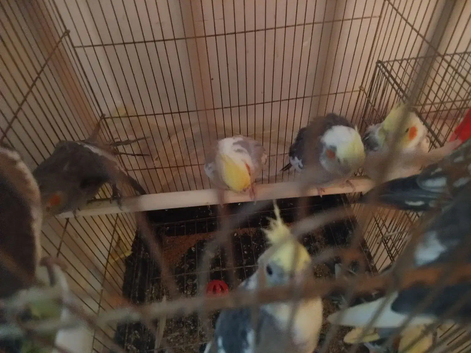 11 عدد عروس هلندی|پرنده|توکهور, |دیوار