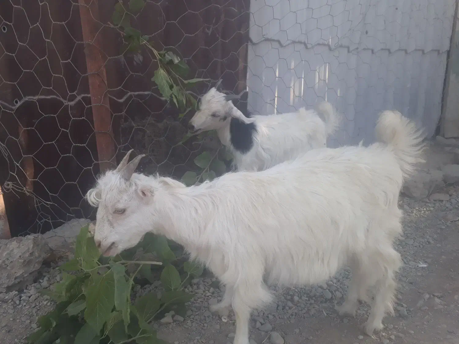 دو راس بز نر و ماده|حیوانات مزرعه|رباطکریم, شهرک صنعتی صباشهر|دیوار