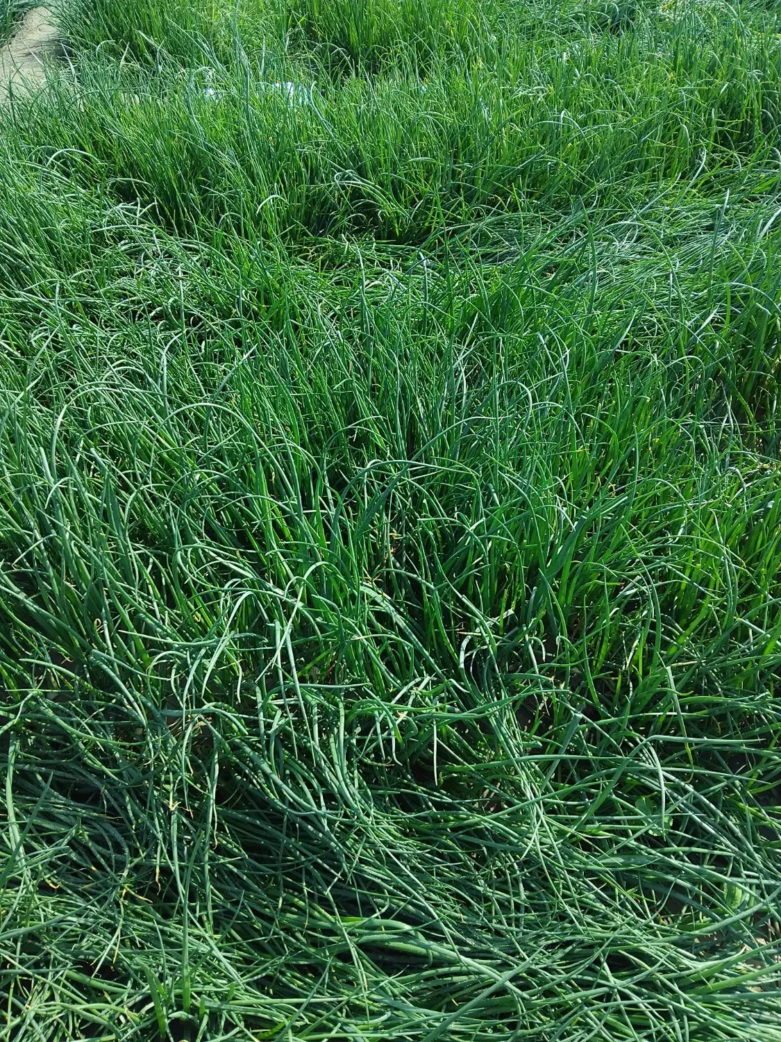 پیاز|گل و گیاه طبیعی|رودخانه, |دیوار