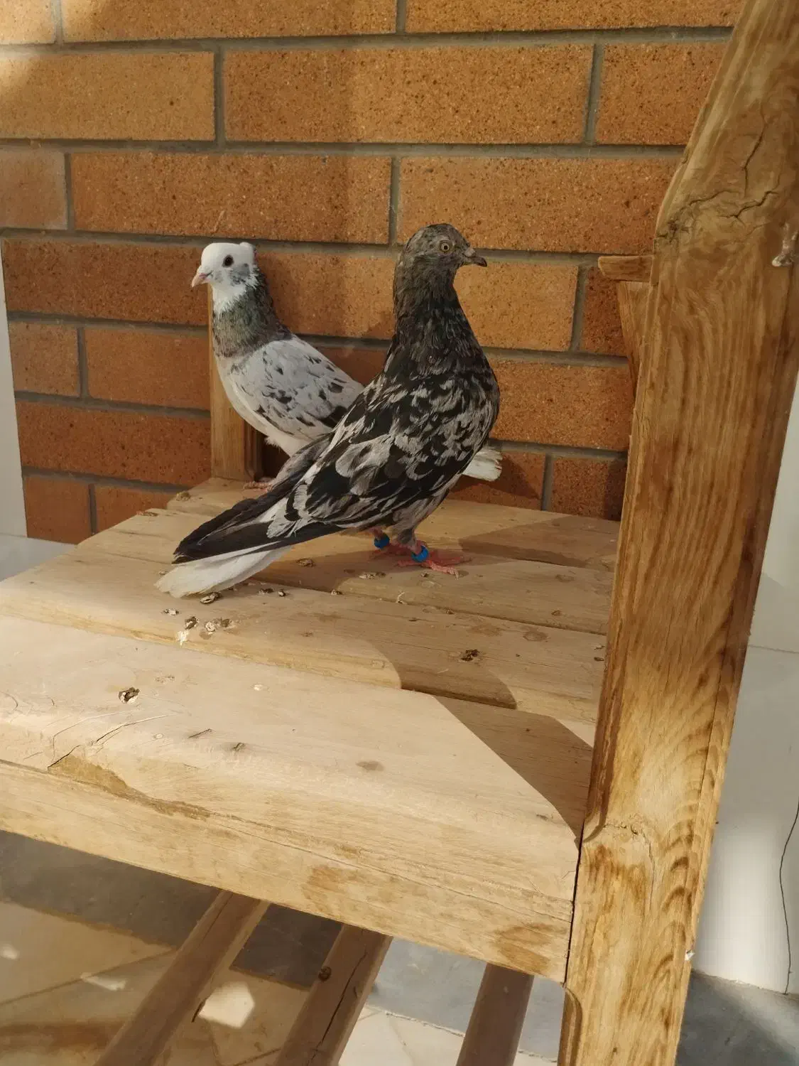 کبوتر سرور|پرنده|اردکان, |دیوار