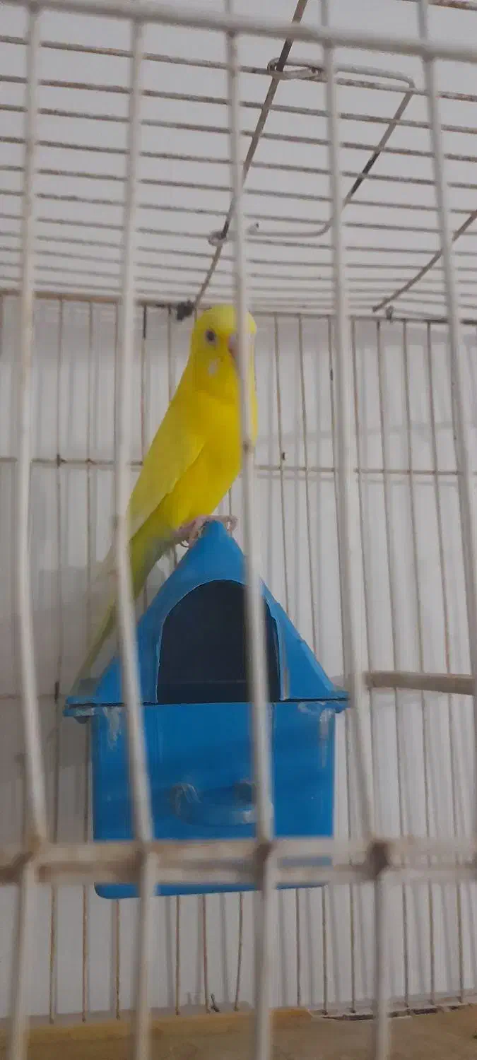 مرغ عشق ماده|پرنده|چناران, |دیوار