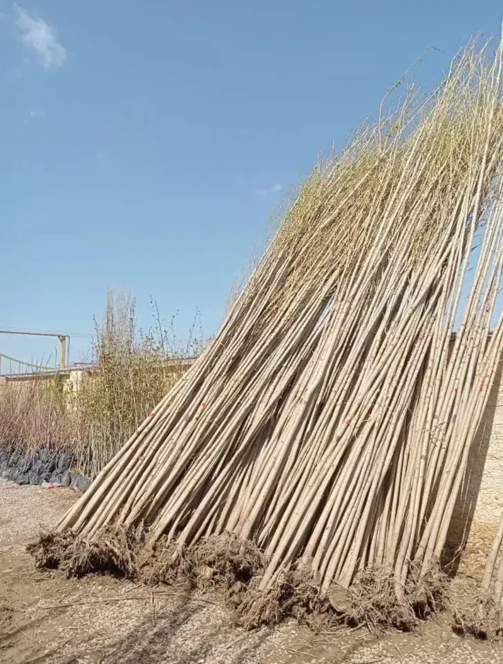 نهالستان میانداب|خدمات باغبانی و درختکاری|کاشان, کوی اداره گاز|دیوار