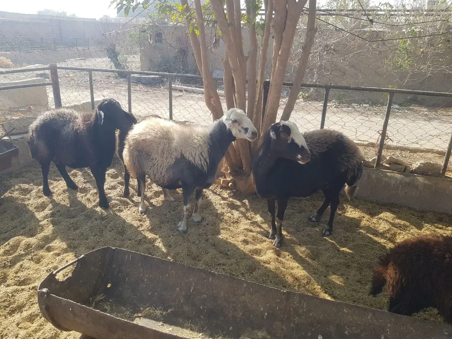 حیوانات مزرعه|حیوانات مزرعه|اصفهان, هفتون|دیوار