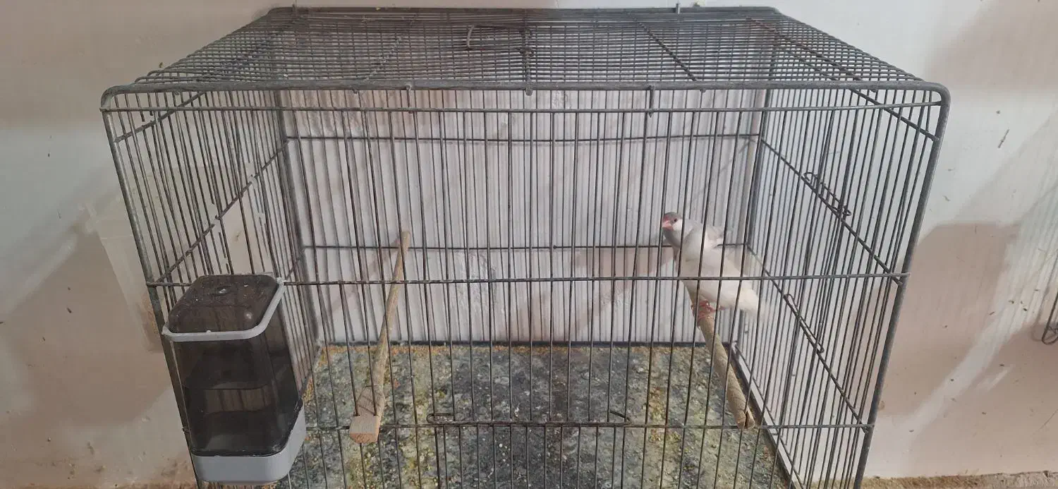 فنچ|پرنده|بم, |دیوار