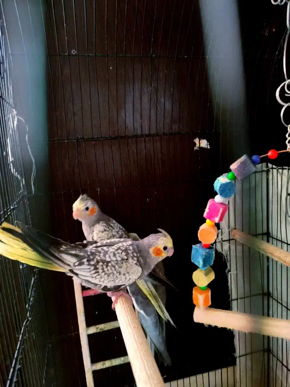 عروس هلندی گلباقالی|پرنده|خرم‌آباد, |دیوار