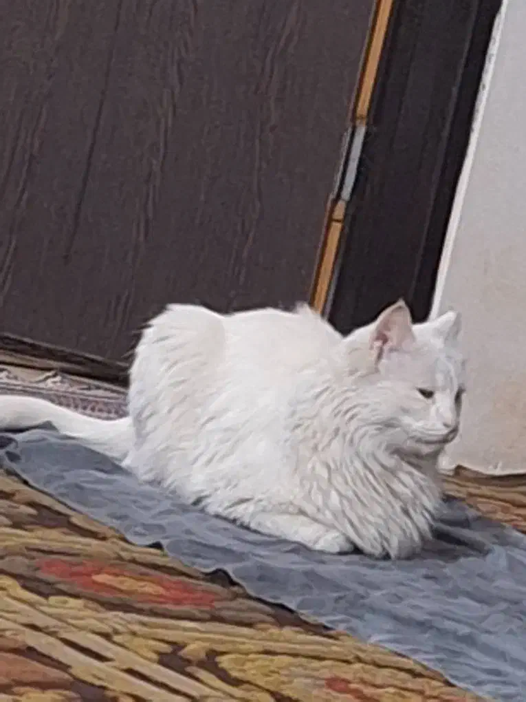 گربه خانگی|گربه|اسلام‌شهر, شهرک قائمیه|دیوار