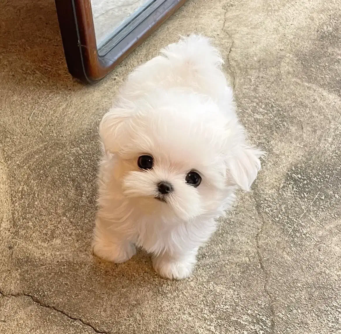 poodle aroosaki|سگ|تهران, پارک شهر|دیوار