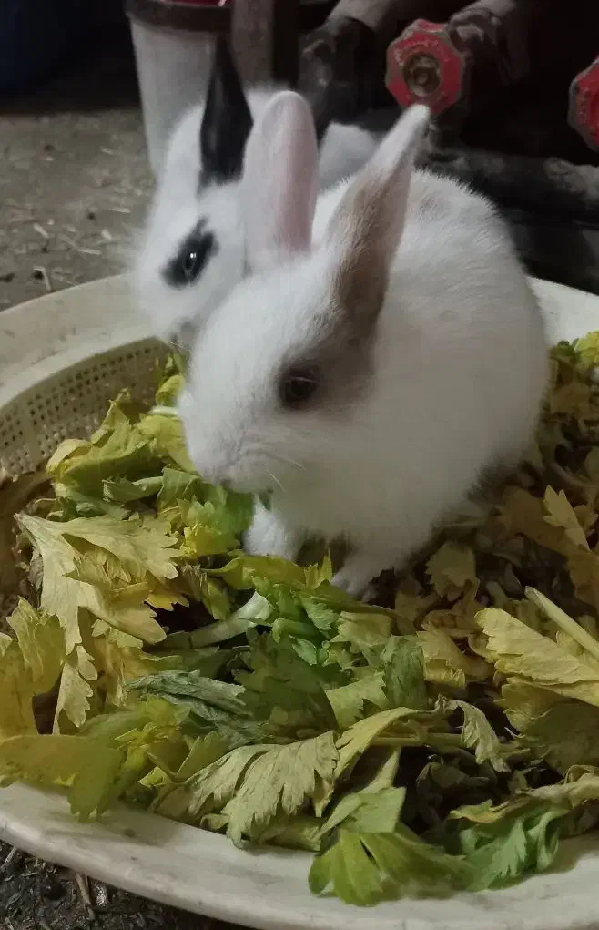 خرگوش|موش و خرگوش|تهران, شهرک رضویه|دیوار