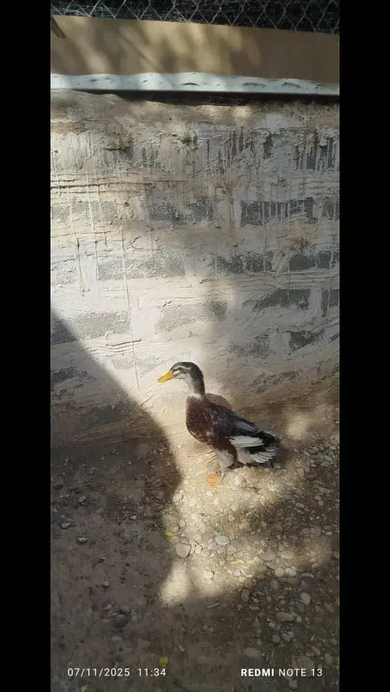 اوردک نر سرحال|حیوانات مزرعه|امیدیه, |دیوار