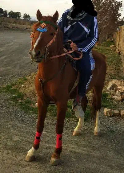 اسب|اسب و تجهیزات اسبسواری|مود, |دیوار