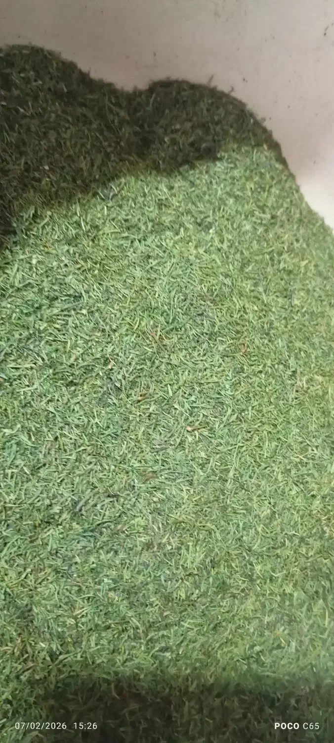 شوید خشک شده|خوردنی و آشامیدنی|رشت, حمیدیان|دیوار