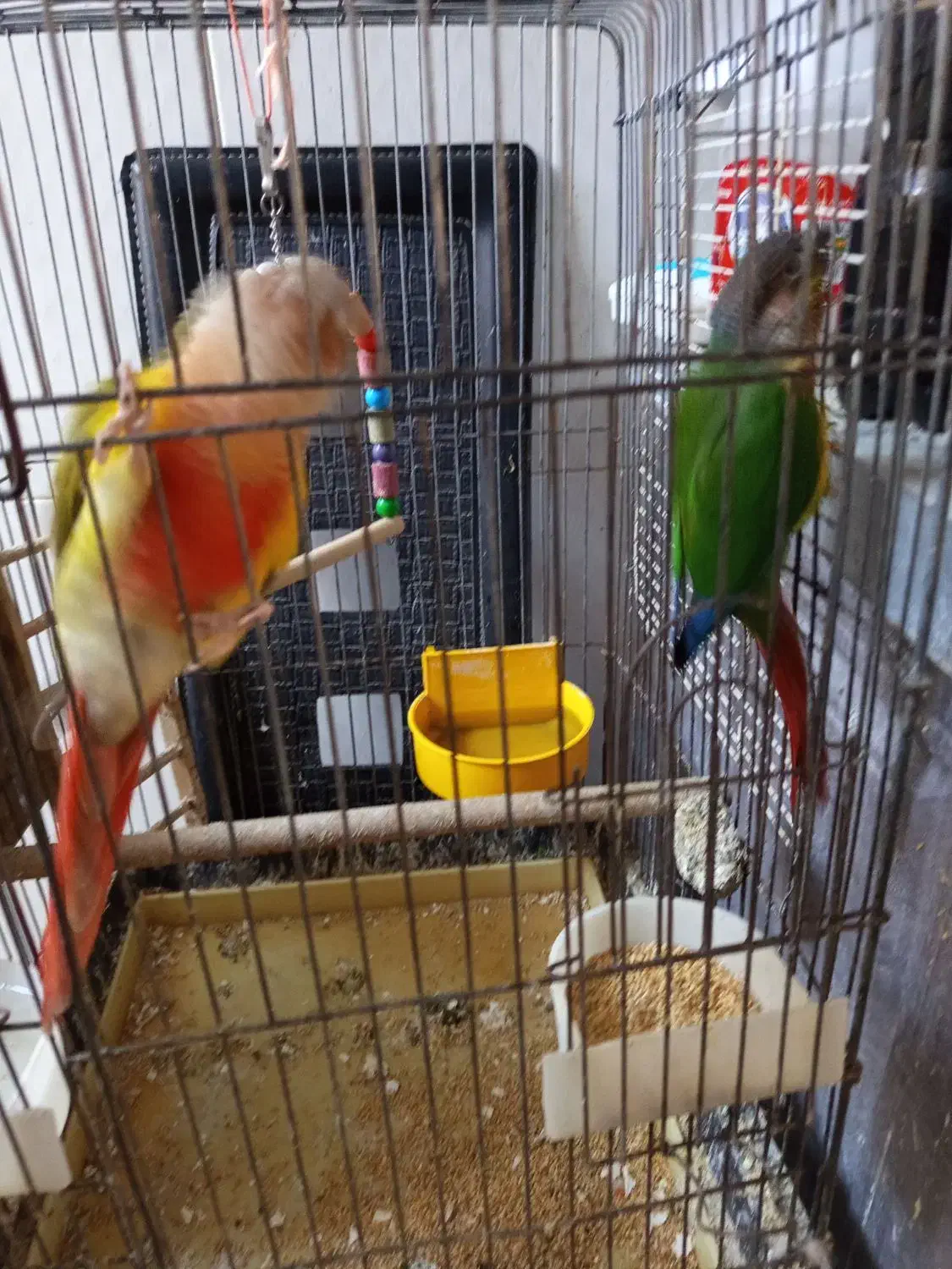 دوتا گریچینک|پرنده|کاشان, خزاق|دیوار