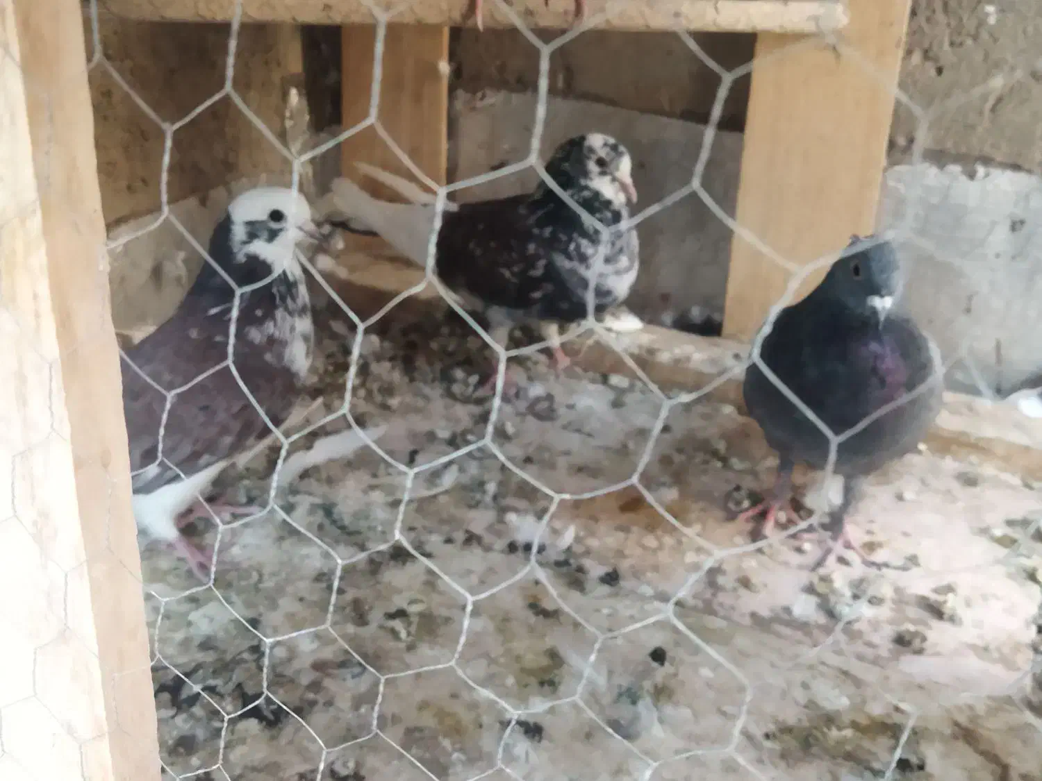 کبوتر کفتر پرشی|پرنده|شاهینشهر, حاجی آباد|دیوار